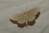 Idaea macilentaria